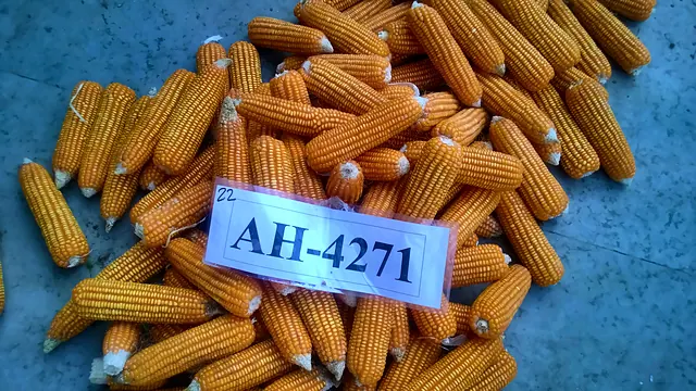 Maize hybrid AH-4271 from the trials