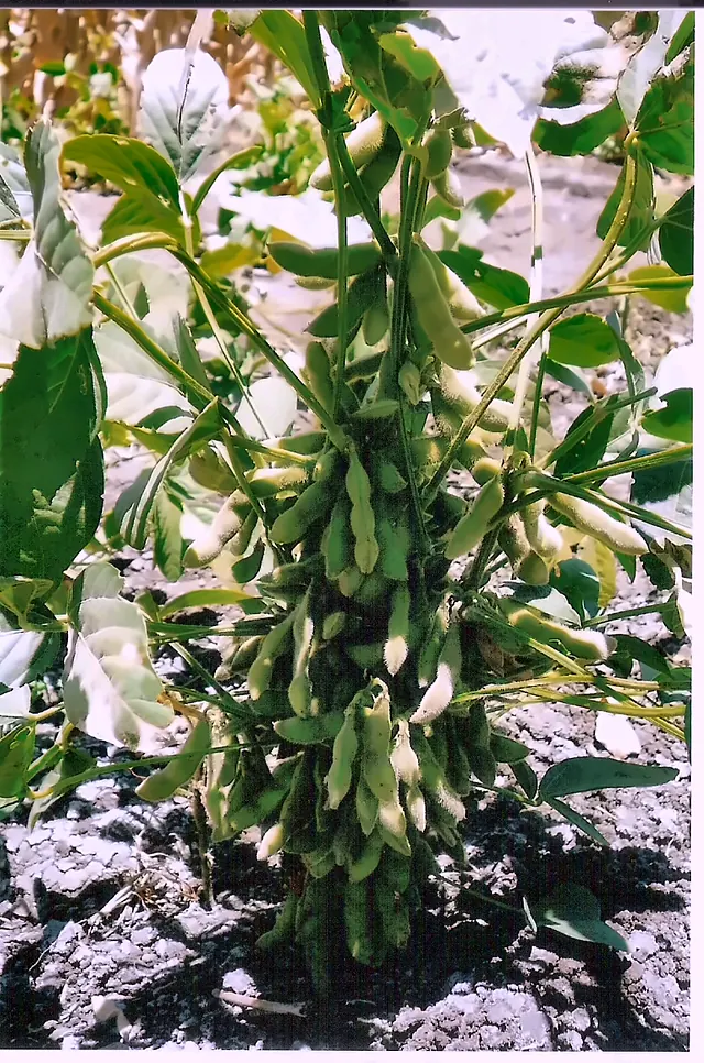 A well-podded soybean plant