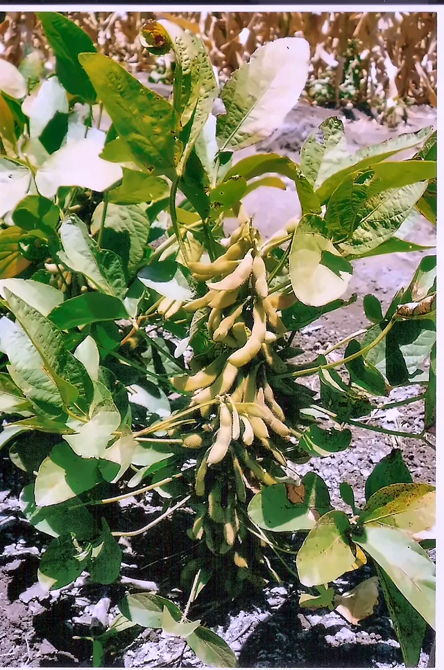 Soybean pods on a healthy plant